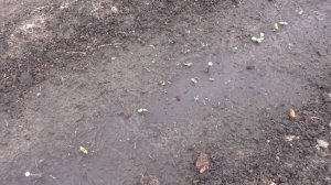 Всходы огурцов в открытом грунте