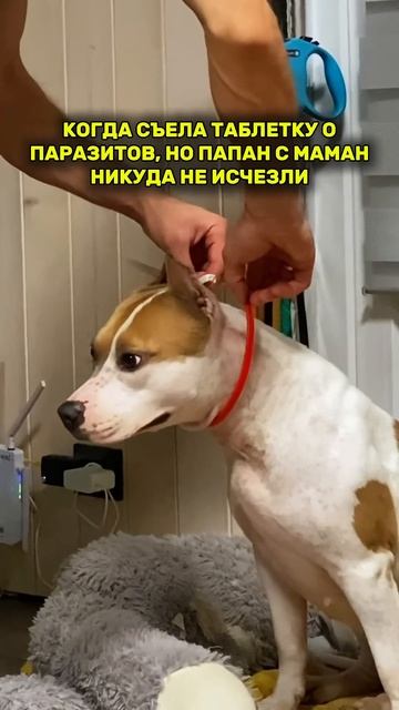 Собака с паразитами #americanbully #pets #memes #puppy #амстафф #doglife #мем #doglover #doggo смотреть онлайн