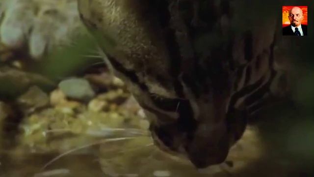 Оцелот - невидимый лесной охотник, который стал жертвой моды. Оцелот в деле смотреть онлайн