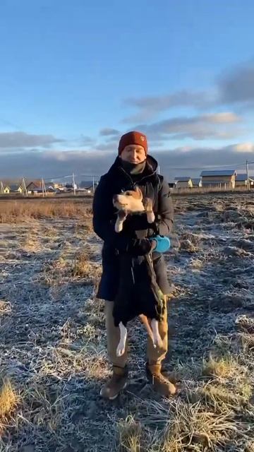 Стаффорд на прогулке #shorts #staff смотреть онлайн