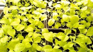 Рассада табака,пора высаживать в грунт