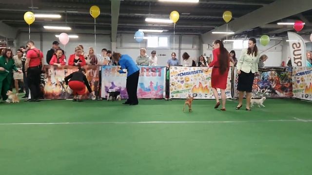 08.03.2025, СПб. Клуб "Фауна". Выставка собак САС 9 группы смотреть онлайн