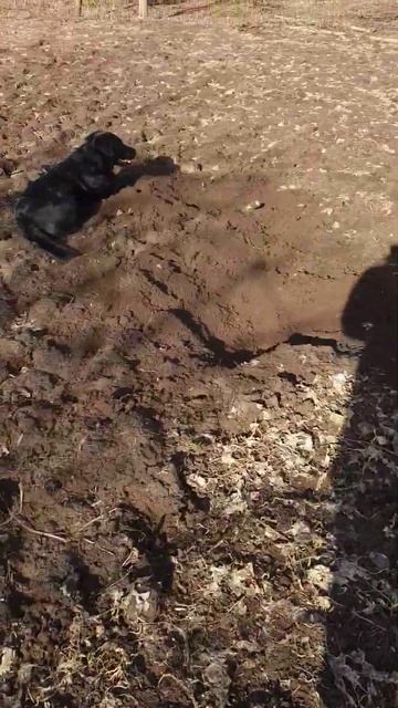 Металлоискателем ищем сокровища в Кричеве. Копатели Б смотреть онлайн