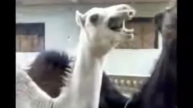 Лама смеется как Питер Гриффин смотреть онлайн