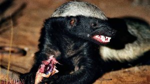 Медоед в деле! Медоед против Льва, Гадюки, Питона, Гиены...