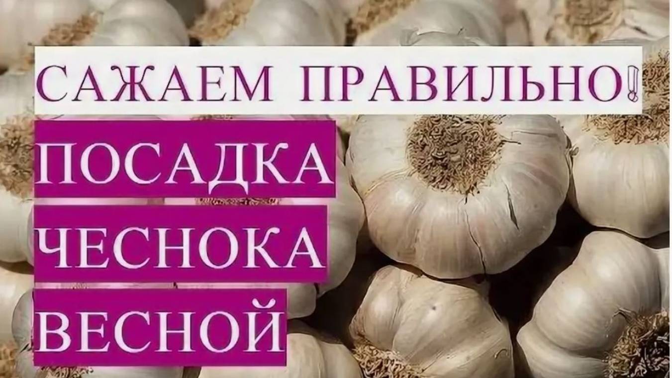 Правильная посадка чеснока весной: секреты крупных головок смотреть онлайн