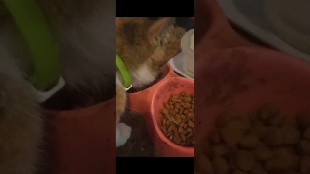 Феликс& Мираторг, что вкуснее? смотреть онлайн