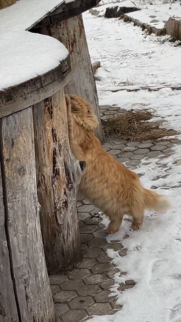 Лев точит когти 🦚 lilsk8_kitty смотреть онлайн