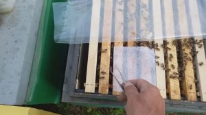 Тестируем новые составы от вароатоза и акарапидоза пчёл