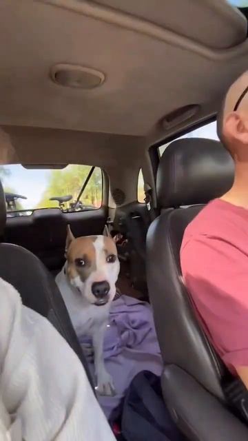 Охранник Амстафф #shorts #amstaff #shortvideo #short #pitbull смотреть онлайн