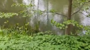 Прогулка по прудам Покровское-Стрешнево.18.05.2025