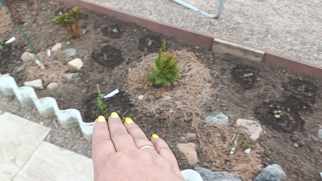 Высаживаю гортензии, заполняю цветники🌺 будет очень красиво😊 смотреть онлайн