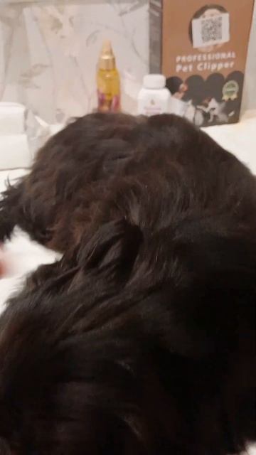 #anime #shitzu #shitzulove #шитцу #шитцулучшиесобаки