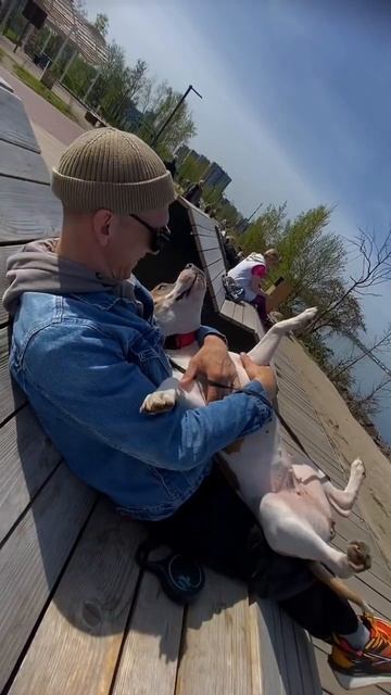 Стаффорд Юми и диета #shortvideo #собака #staff #pets #стаффорд #puppy #стаффордширскийтерьер смотреть онлайн