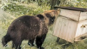 Медведи массово разоряют фермы и пасеки в Армении. Пчеловодов обучают, как защититься от хищников
