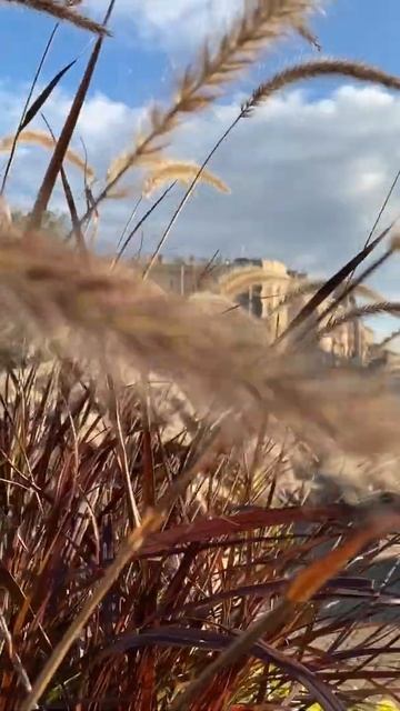 Немного осеннего Питера #shorts смотреть онлайн