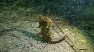 Морской Конек. Подводный всадник с невероятными спосо