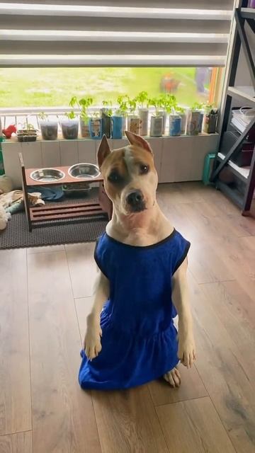 Что нужно Стаффорду #shortvideo #собака #staff #pitbull #стаффорд #americanbully #стаффбуль смотреть онлайн