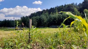 Champion DC1193e Дизельный мотоблок в работе