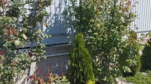 Шпалеры для плетистых роз своими руками.