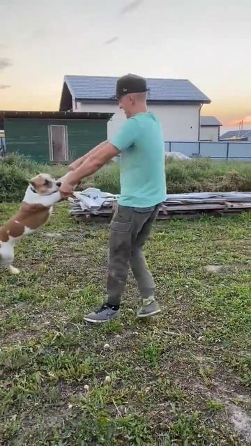 Аттракцион для Амстаффа #shorts #shortvideo #staff #amstaff #subscribe #блогер смотреть онлайн
