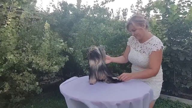 Шедевр  Красавчик Дени в поиске семьи Продажа доставка по миру79788972514цена 100т.р