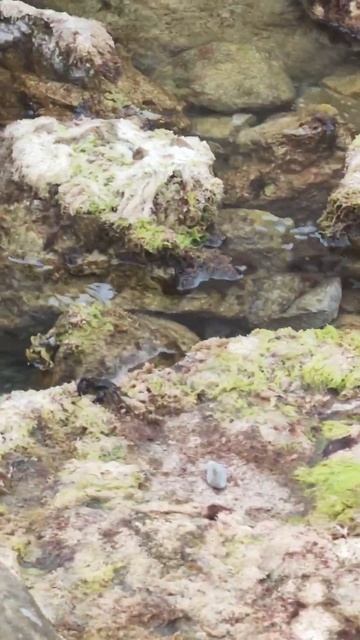 КРЫМ! Шум моря и камни... Алупка! смотреть онлайн