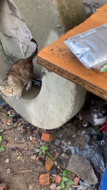 Утро началось с кормления хвостатых:) #spb#automobile#ремонтм смотреть онлайн