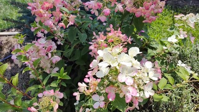 ГОРТЕНЗИЯ ДАЙМОНД РУЖ (Diamant Rouge) | Гортензии уход и обра? смотреть онлайн