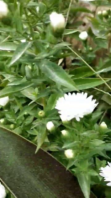 ЦВЕТУТ БЕЛЬГИЙСКИЕ АСТРЫ,  ВЫСОКИЕ