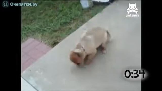 Чихающие животные смотреть онлайн