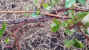 Юпитер нормировка побегами