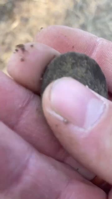 #коп #поискмонет #находки #металлоискатель #шурф #coin #meta смотреть онлайн