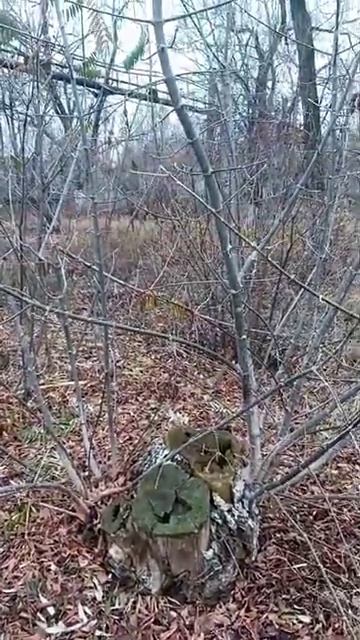 Сроки обрезки плодовых деревьев