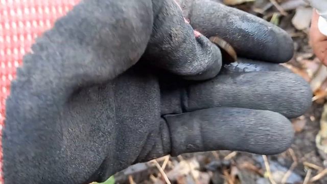 Лесной поиск монет с XP DEUS 2. смотреть онлайн