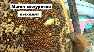 Облёт маток и погода на пасеке.