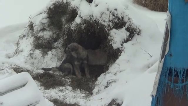 Собачья жизнь. Dog's life смотреть онлайн