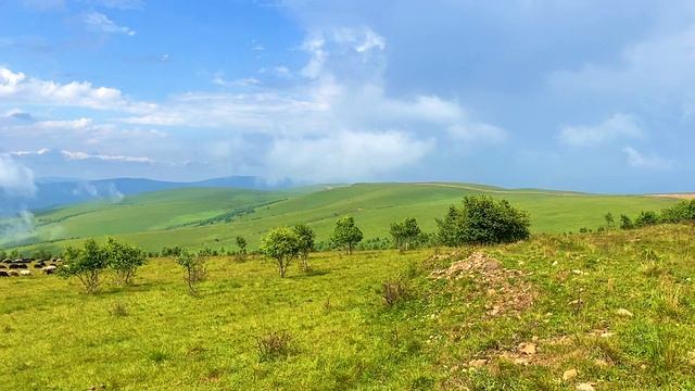 Красоты Кавказа: барашки в горах Кабардино-Балкарии по дороге в урочище Джилы-Су смотреть онлайн