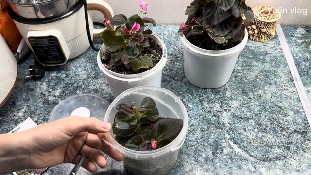 Бегония вечноцветущая - простой способ укоренения в а?