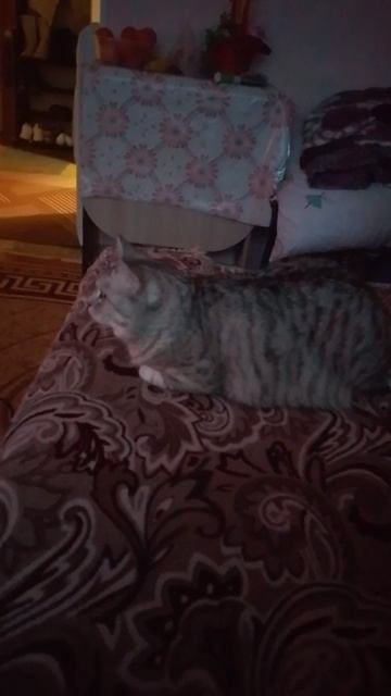 Машка смотрит мультик🐱😀 смотреть онлайн