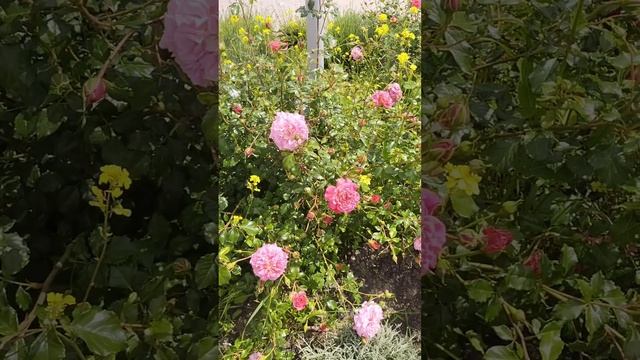 Прекрасного настроения смотреть онлайн