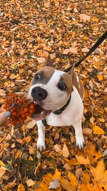 Американский стаффордширский терьер #shorts #staff смотреть онлайн