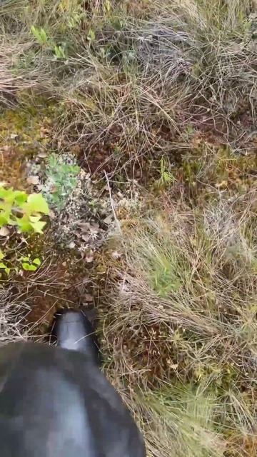 Железная дорога в тайге #история #металлоискатель #ме? смотреть онлайн