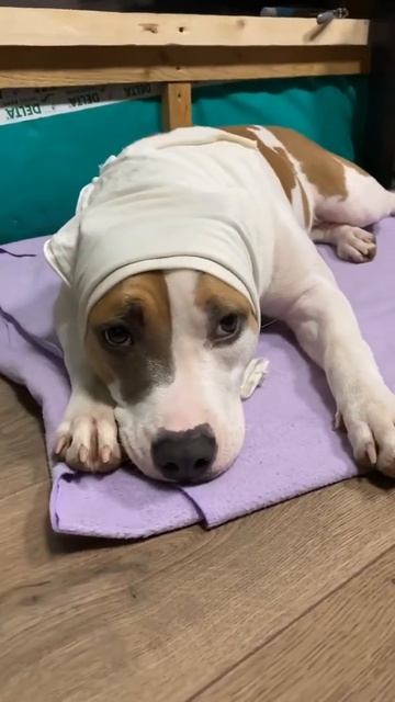 Живу как бомж, с этими упырями #shorts #staff смотреть онлайн