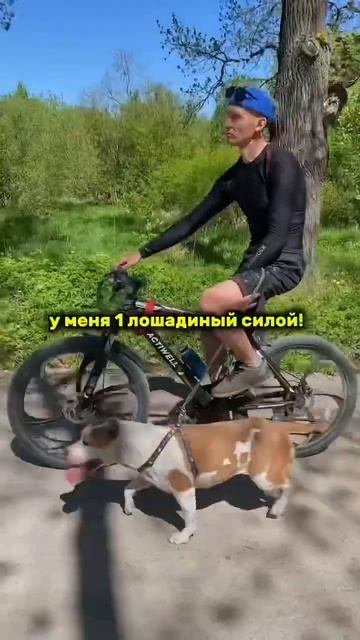 Стаффорд на велопробеге #shorts #staff #shortvideo смотреть онлайн