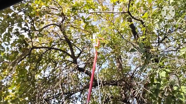 Штанговый сучкорез с пилой Grinda H300! смотреть онлайн