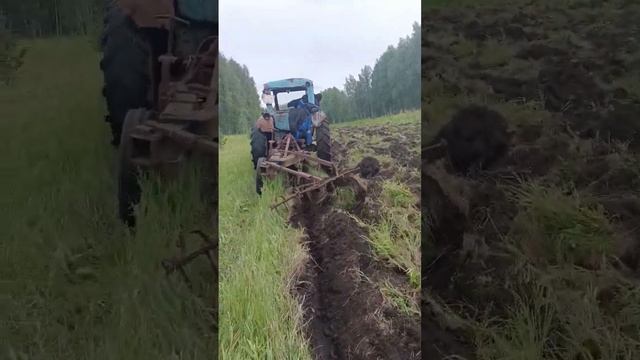 МТЗ-50 вспашка целины. Увеличение площади для посева.