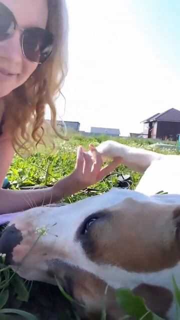 Амстафф природная красота #shorts #staff #amstaff #shortvideo смотреть онлайн