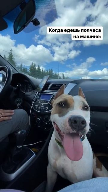 Мой Стаффорд 5 минут в машине #shorts #staff #short #subscribe #shortvideo смотреть онлайн
