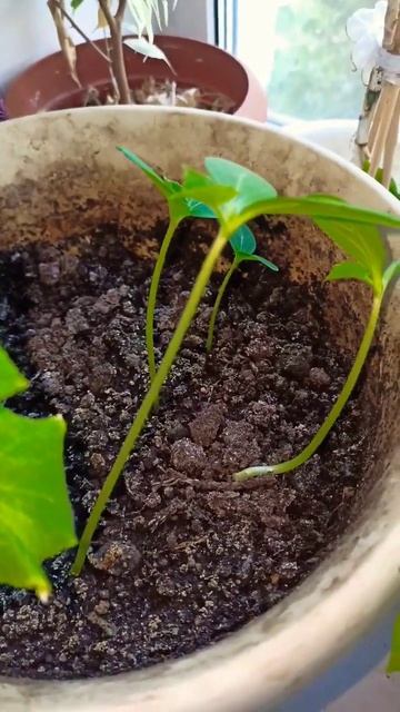 Моя рассада и жёлтая хризантема